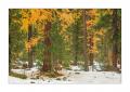 Herbstwald #33907