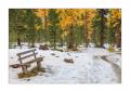 Herbstwald #33914
