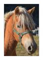 Pferd #35592