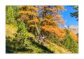 Puschlav im Herbst #37587