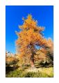 Puschlav im Herbst #37605