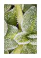 Eiskristalle #26016