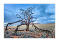 abgestorbener Baum #34945 abgestorbener Baum #34945
