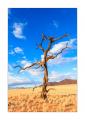 abgestorbener Baum #34969 abgestorbener Baum #34969