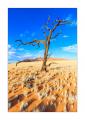 abgestorbener Baum #34975