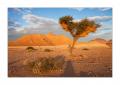 Namib Naukluft Baum Vogelnest #28644