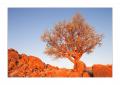 Namib Naukluft Fels Baum #27851