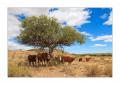Namib Naukluft Kühe #28819