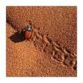 Käfer im Sand #28614