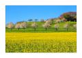 Rapsfeld #5D332925