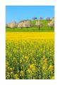 Rapsfeld #5D332929