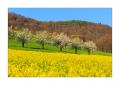 Rapsfeld #5D332930