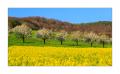 Rapsfeld #5D332931