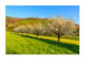 Rapsfeld #5D332934