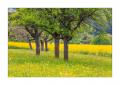 Fruehling #332236