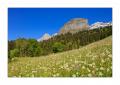 Pusteblume-Feld #29225