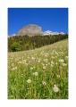 Pusteblumen-Feld #29228