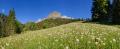 Pusteblume-Feld Pano #29229