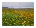 Hornstrandir #L00047