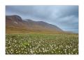Hornstrandir #29529