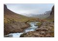 Hornstrandir #29467