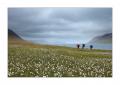 Hornstrandir #29526