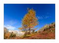 goldene Lärche Pano #30480
