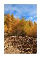 Strom und Holz #30910