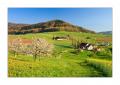 Frühling im Baselland #31803