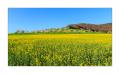 Rapsfeld #5D332923