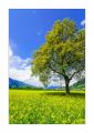 Rapsfeld bei Malans #S33876