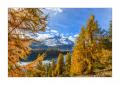 Herbst am Silsersee #33942 Herbst am Silsersee #33942