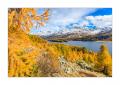 Herbst am Silsersee #34000