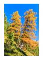 Puschlav im Herbst #37589