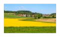 Rapsfeld bei Bibern #30780