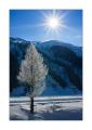 Baum mit Rauhreif #27358