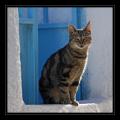 Katze #4207