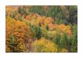 Herbstwald #39921