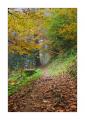 Herbstwald #35676 Herbstwald #35676
