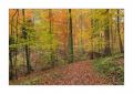 Herbst im Sihlwald #35700