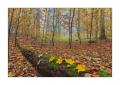 Herbst im Sihlwald #35717