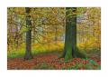 Herbst im Sihlwald #35736