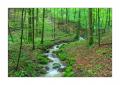 Sihlwald #38638