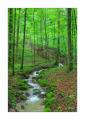 Sihlwald #38642