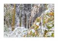 Wintereinbruch im Sihlwald #40133