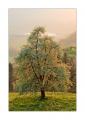 Birnbaum im Gegenlicht #29060