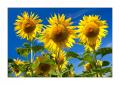 Sonnenblumen #32896