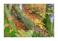 bayerischer Wald #5ds02868 bayerischer Wald #5ds02868