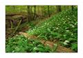 Wald #32149