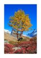 Herbst im Lötschental #31201
